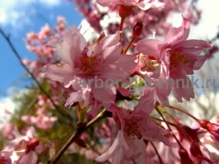 Сакура (вишня японская декоративная) в горшках для посадки