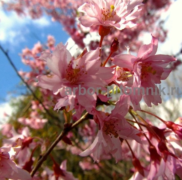 Сакура (вишня японская декоративная) в горшках для посадки