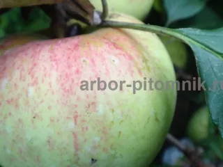 Саженцы яблони из питомника, с доставкой и посадкой