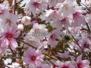 Сакура (вишня японская декоративная) в горшках для посадки