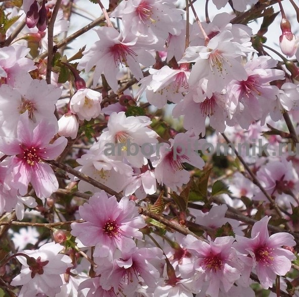 Сакура (вишня японская декоративная) в горшках для посадки