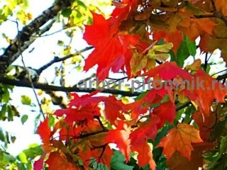 Крупномеры в Москве и Подмосковье с доставкой и посадкой