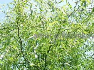 Крупномеры в Москве и Подмосковье с доставкой и посадкой