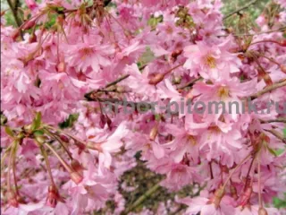 Сакура (вишня японская декоративная) в горшках для посадки