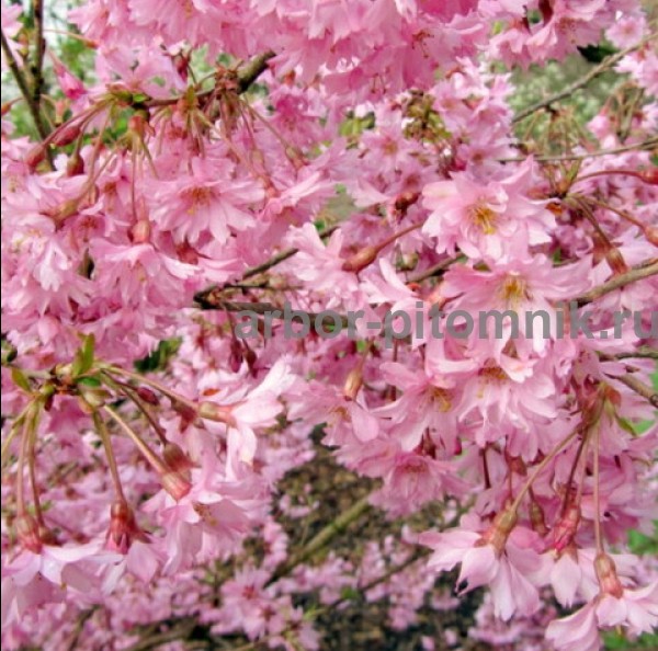 Сакура (вишня японская декоративная) в горшках для посадки