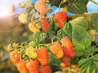 Плодовые деревья и плодовые крупномеры (большемеры)