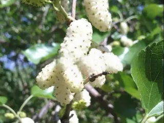 Плодовые деревья и плодовые крупномеры (большемеры)