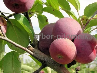 Саженцы яблони из питомника, с доставкой и посадкой