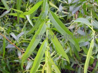 Крупномеры в Москве и Подмосковье с доставкой и посадкой