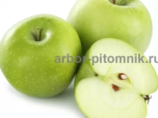 Саженцы яблони из питомника, с доставкой и посадкой