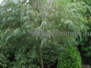 Крупномеры в Москве и Подмосковье с доставкой и посадкой