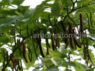 Плодовые деревья и плодовые крупномеры (большемеры)