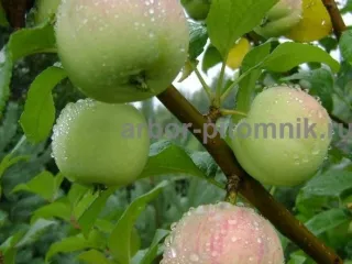 Саженцы яблони из питомника, с доставкой и посадкой