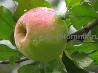 Саженцы яблони из питомника, с доставкой и посадкой