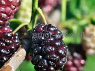 Плодовые деревья и плодовые крупномеры (большемеры)