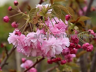 Сакура (вишня японская декоративная) в горшках для посадки