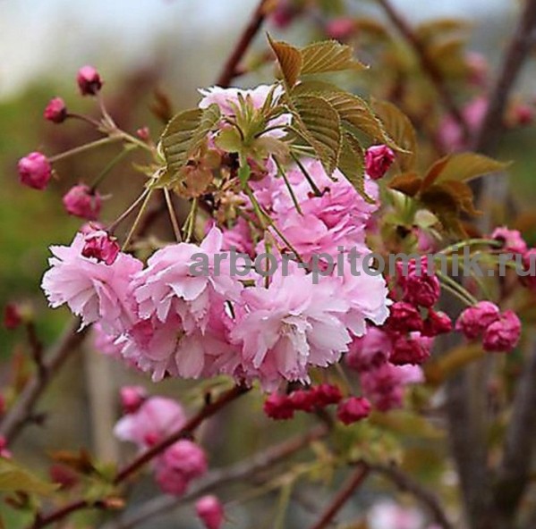 Сакура (вишня японская декоративная) в горшках для посадки