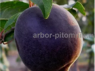 Плодовые деревья и плодовые крупномеры (большемеры)