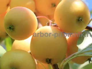 Саженцы яблони из питомника, с доставкой и посадкой