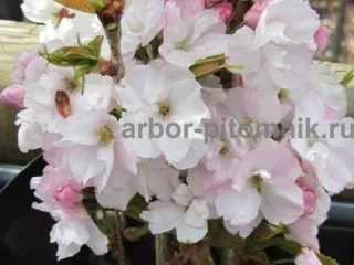 Сакура (вишня японская декоративная) в горшках для посадки