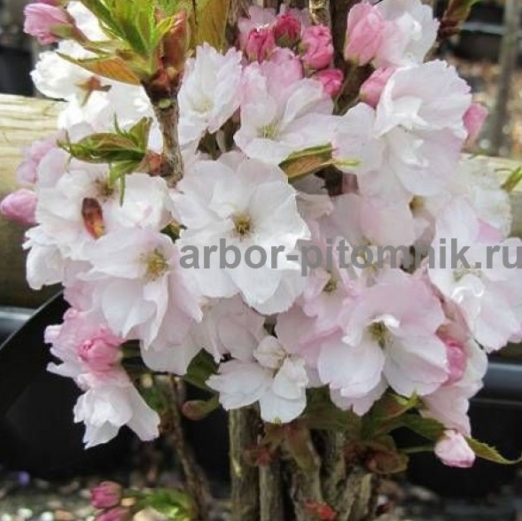 Сакура (вишня японская декоративная) в горшках для посадки