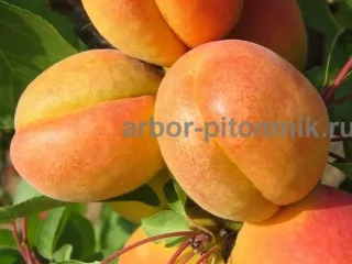 Плодовые деревья и плодовые крупномеры (большемеры)