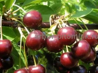 Плодовые деревья и плодовые крупномеры (большемеры)