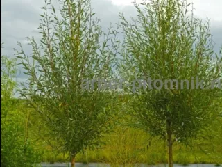 Крупномеры в Москве и Подмосковье с доставкой и посадкой