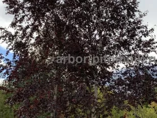 Крупномеры в Москве и Подмосковье с доставкой и посадкой