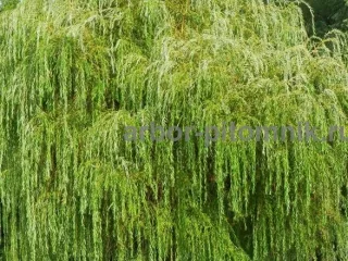 Крупномеры в Москве и Подмосковье с доставкой и посадкой