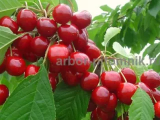 Плодовые деревья и плодовые крупномеры (большемеры)