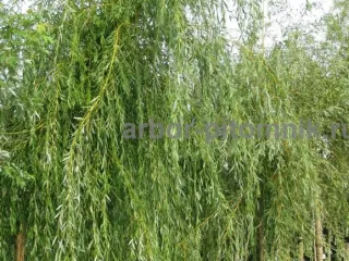 Крупномеры в Москве и Подмосковье с доставкой и посадкой