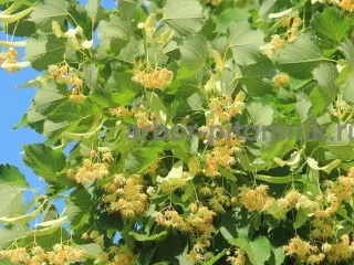 Крупномеры в Москве и Подмосковье с доставкой и посадкой