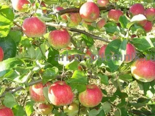 Саженцы яблони из питомника, с доставкой и посадкой