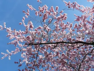 Сакура (вишня японская декоративная) в горшках для посадки