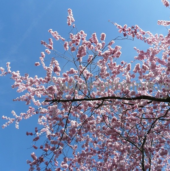 Сакура (вишня японская декоративная) в горшках для посадки