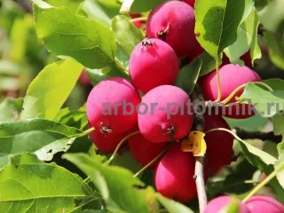 Саженцы яблони из питомника, с доставкой и посадкой