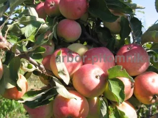 Плодовые деревья и плодовые крупномеры (большемеры)