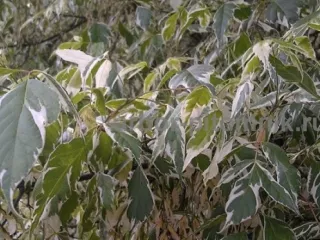 Крупномеры в Москве и Подмосковье с доставкой и посадкой