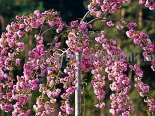 Сакура (вишня японская декоративная) в горшках для посадки