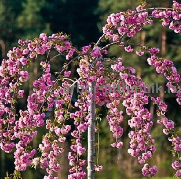 Сакура (вишня японская декоративная) в горшках для посадки