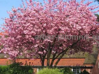 Сакура (вишня японская декоративная) в горшках для посадки