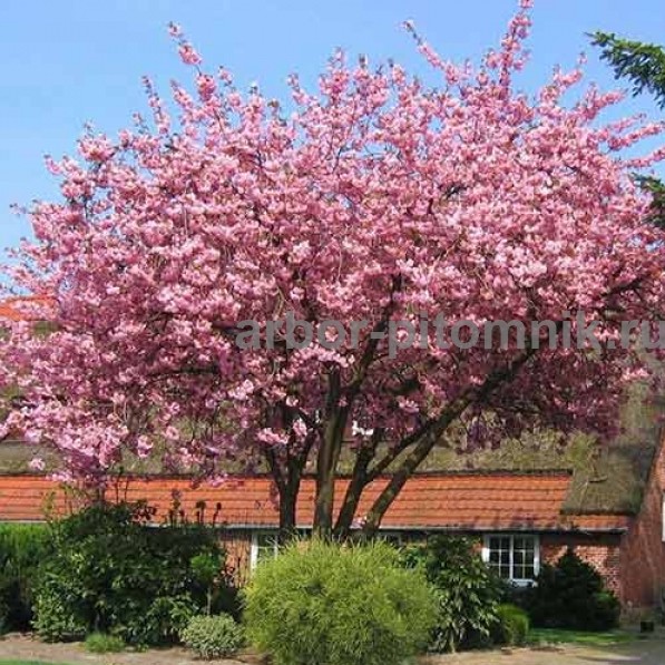 Сакура (вишня японская декоративная) в горшках для посадки