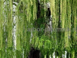 Крупномеры в Москве и Подмосковье с доставкой и посадкой