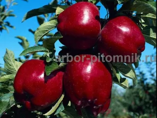 Саженцы яблони из питомника, с доставкой и посадкой