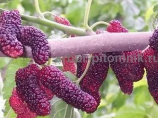 Плодовые деревья и плодовые крупномеры (большемеры)