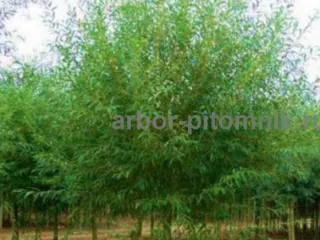 Крупномеры в Москве и Подмосковье с доставкой и посадкой