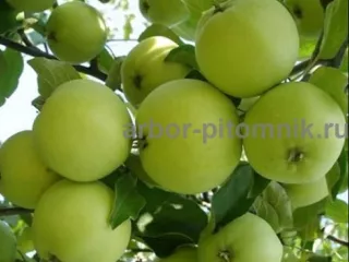 Саженцы яблони из питомника, с доставкой и посадкой