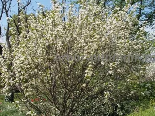 Сакура (вишня японская декоративная) в горшках для посадки