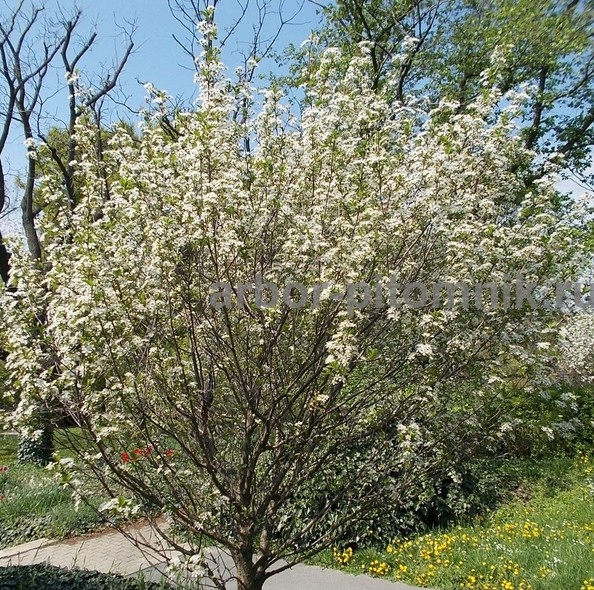 Сакура (вишня японская декоративная) в горшках для посадки